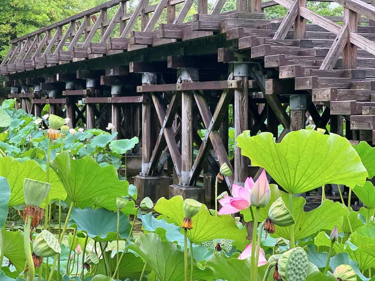 鳥取県米子市淀江町にある『伯耆古代の丘公園』で咲き誇るハスの花