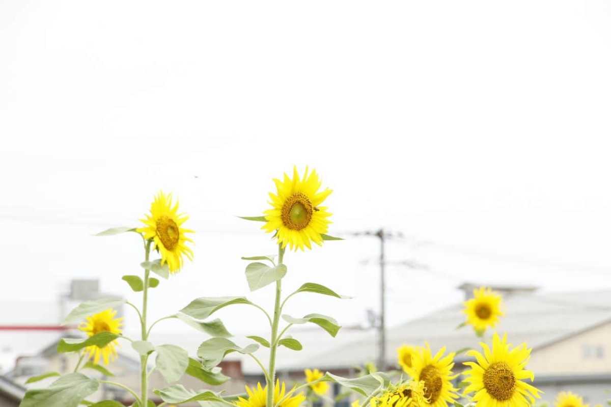 鳥取県の琴浦町役場すぐ近くに咲いている「10万本のひまわり畑」の様子