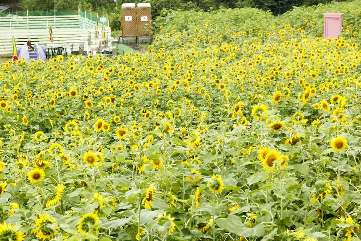 鳥取市の穴場ひまわり畑『ウブミベース』の2022年の開花の様子
