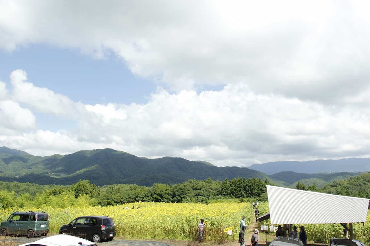 島根県浜田市三隅町にある「野山嶽ひまわり園」の様子