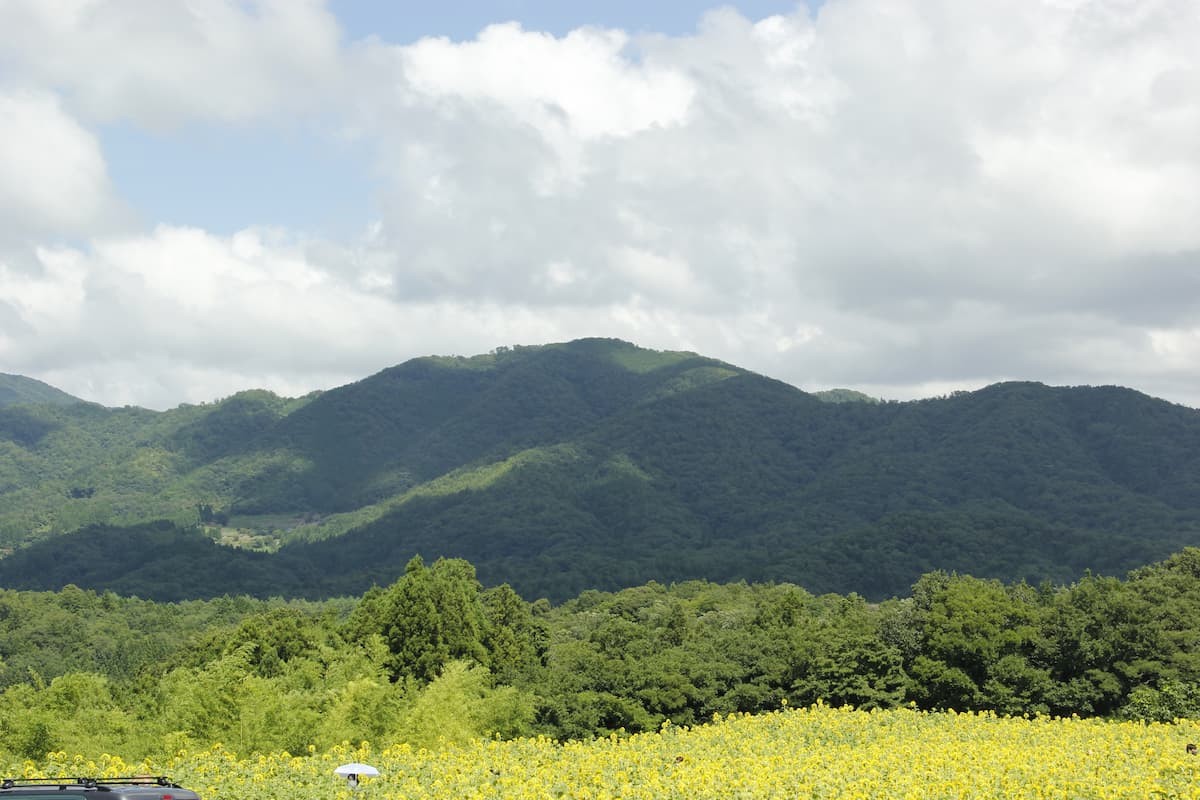 島根県浜田市三隅町にある「野山嶽ひまわり園」の様子