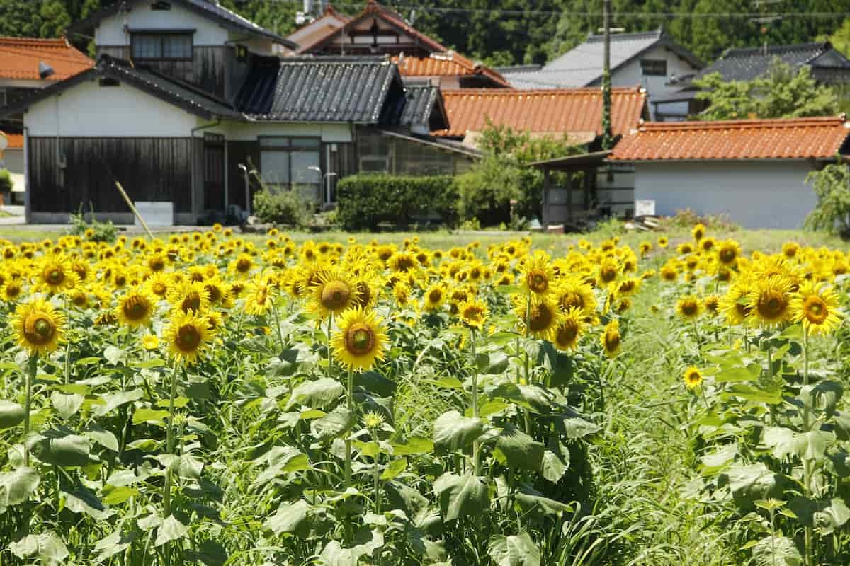 島根県益田市にある「美濃ひまわり畑」の様子