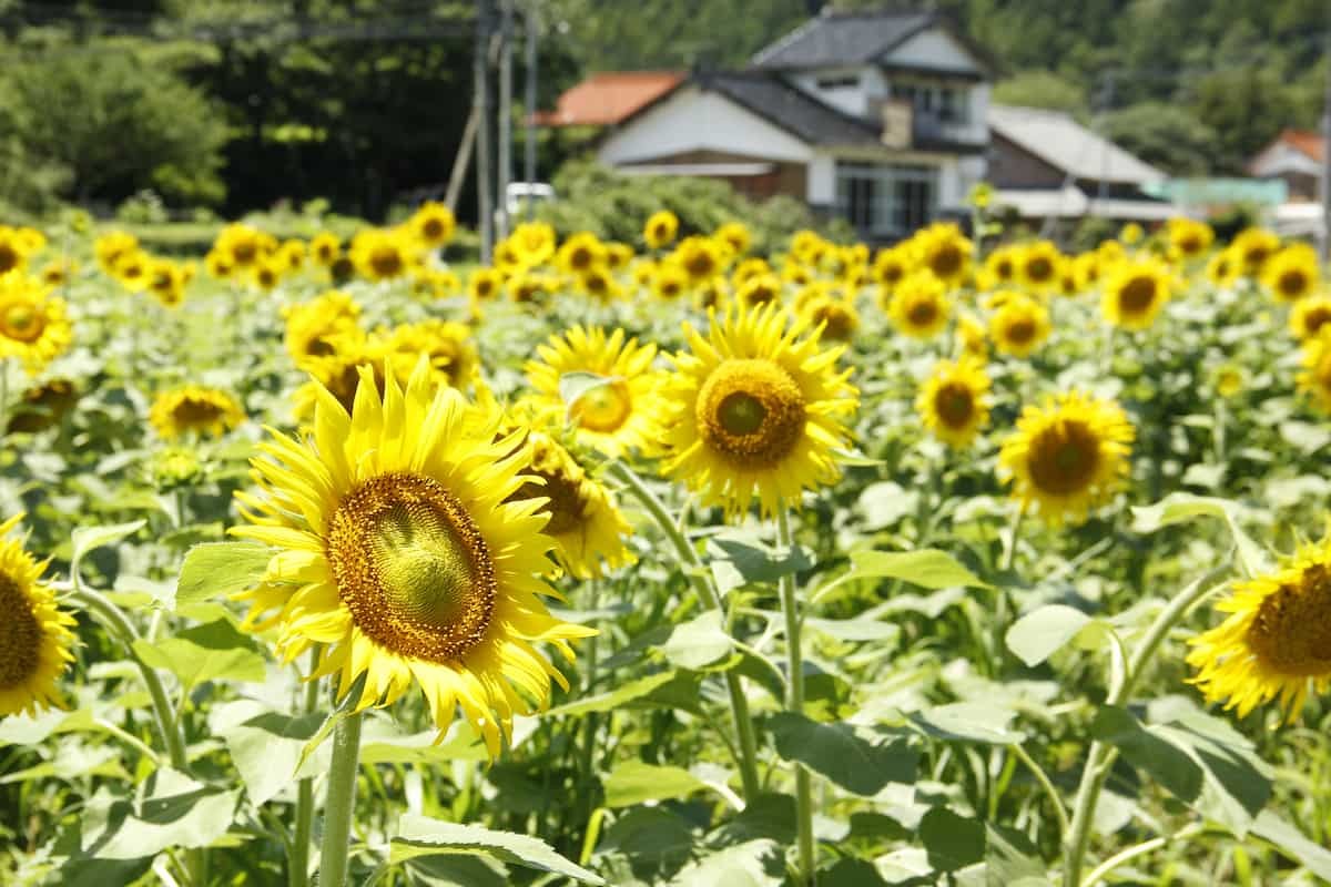 島根県益田市にある「美濃ひまわり畑」の様子