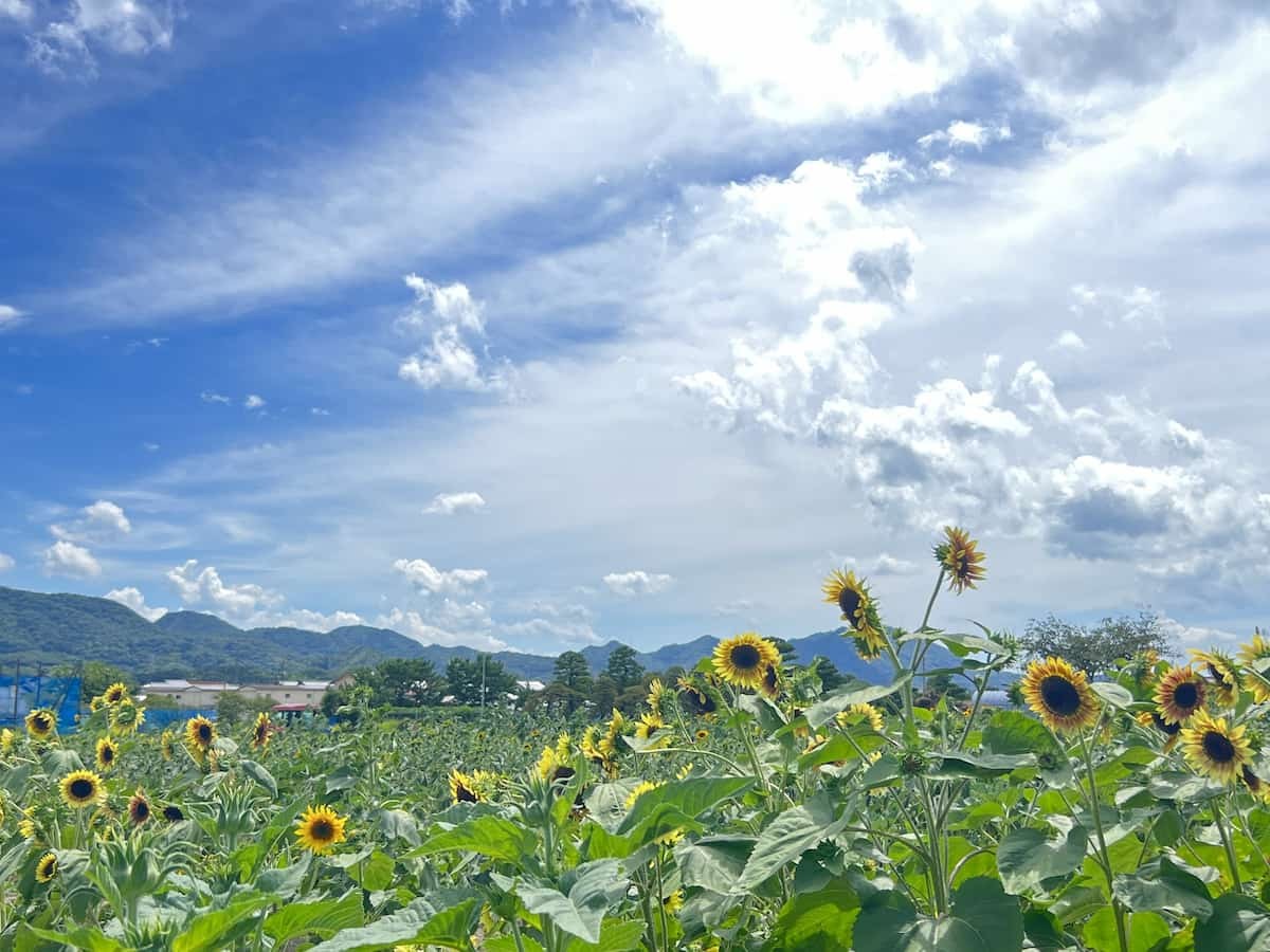 島根県出雲市斐川町で８月中旬頃見頃を迎えるひまわり畑の様子