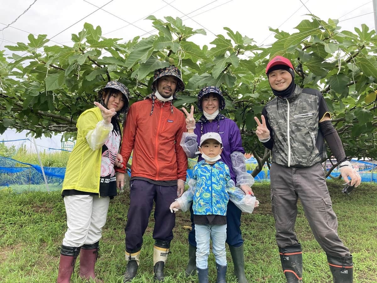 島根県出雲市多伎町で行われているイチジクの収穫体験の様子