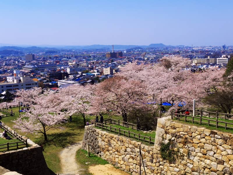 鳥取城跡の春の様子