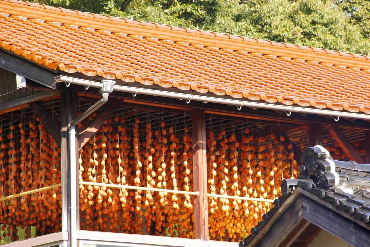 島根県松江市東出雲町の畑地区「柿小屋」の干し柿の様子
