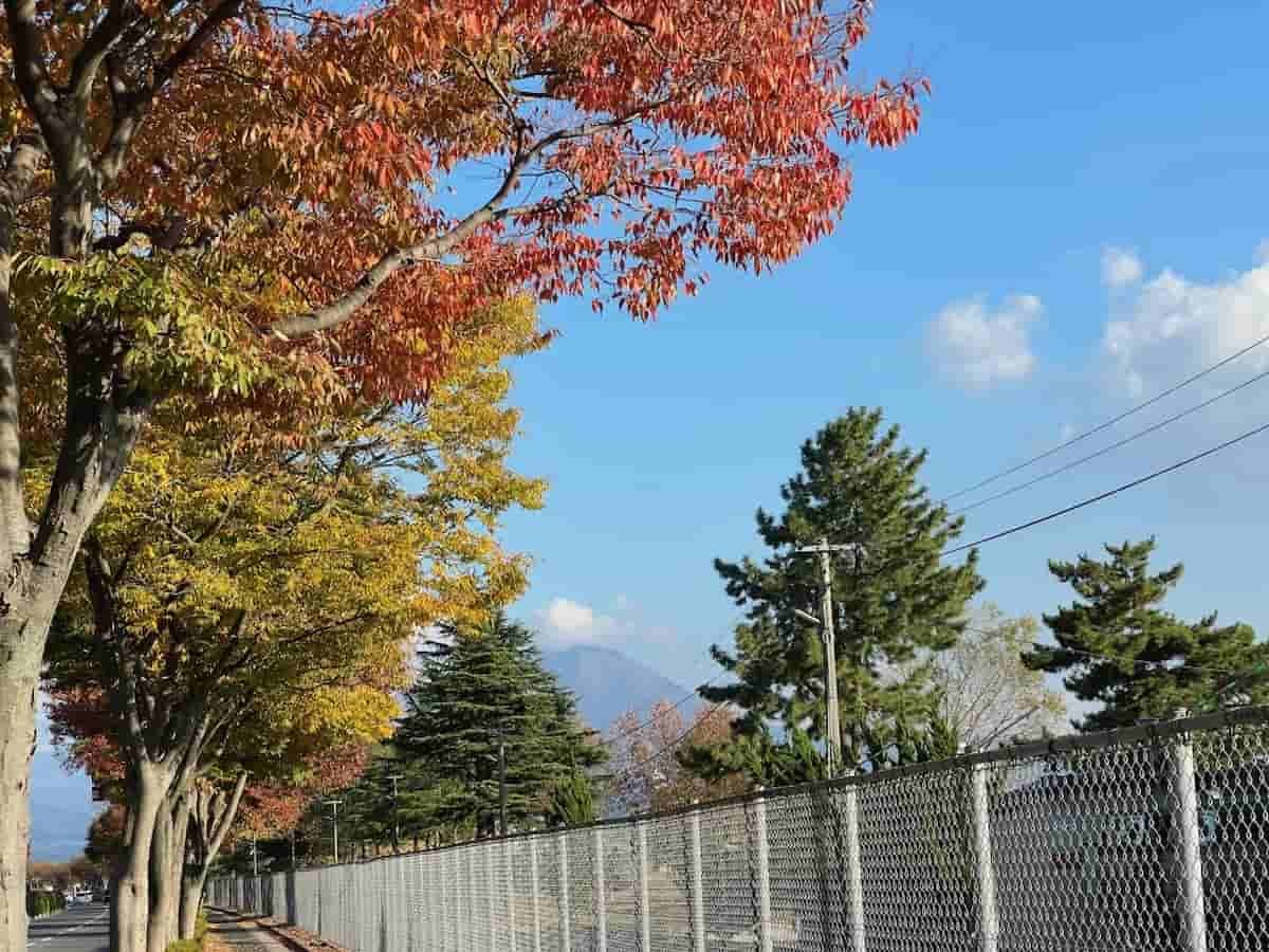 鳥取県米子市の431号線沿いケヤキ通りの景色