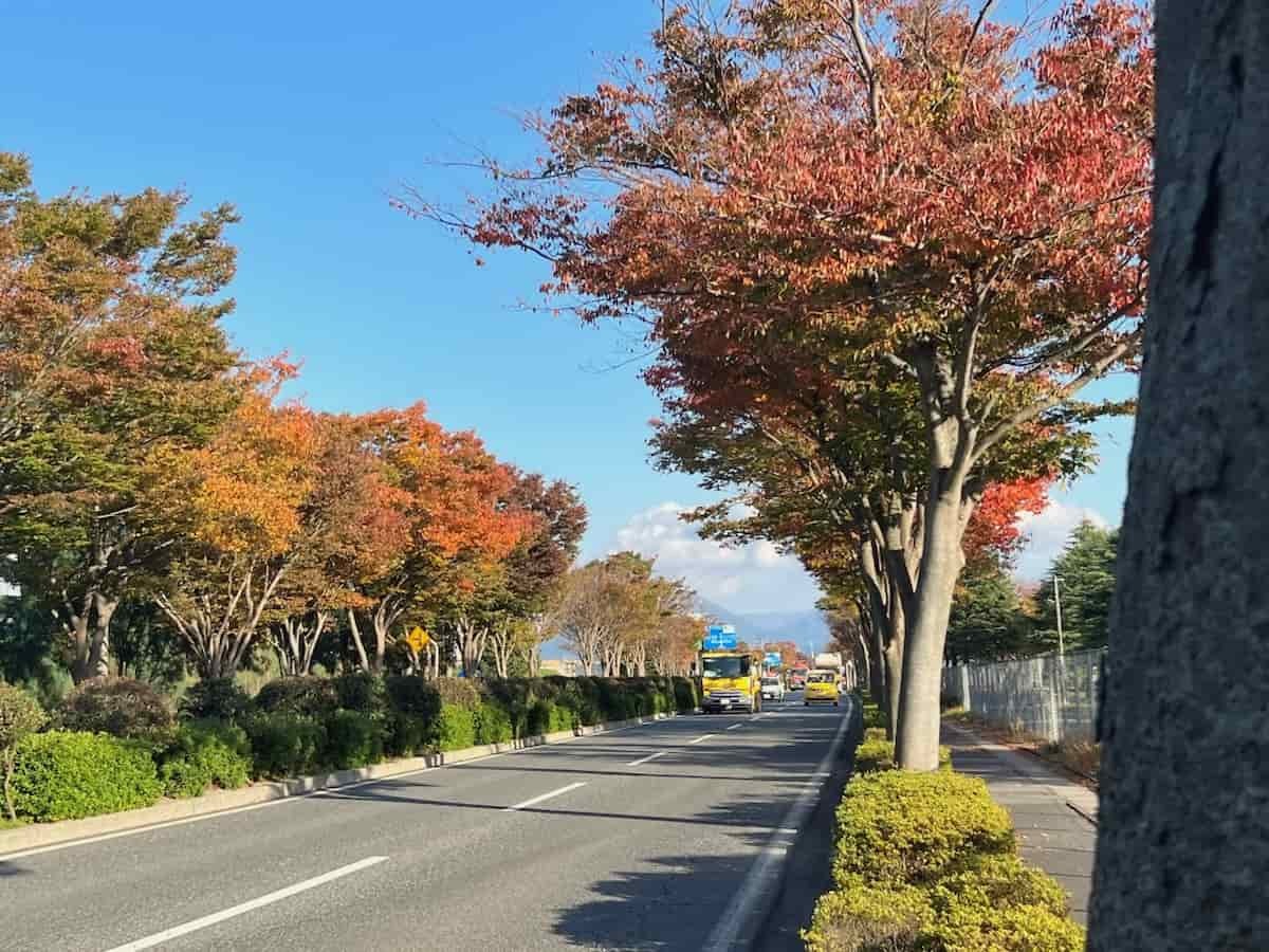 鳥取県米子市の431号線沿いケヤキ通りの景色