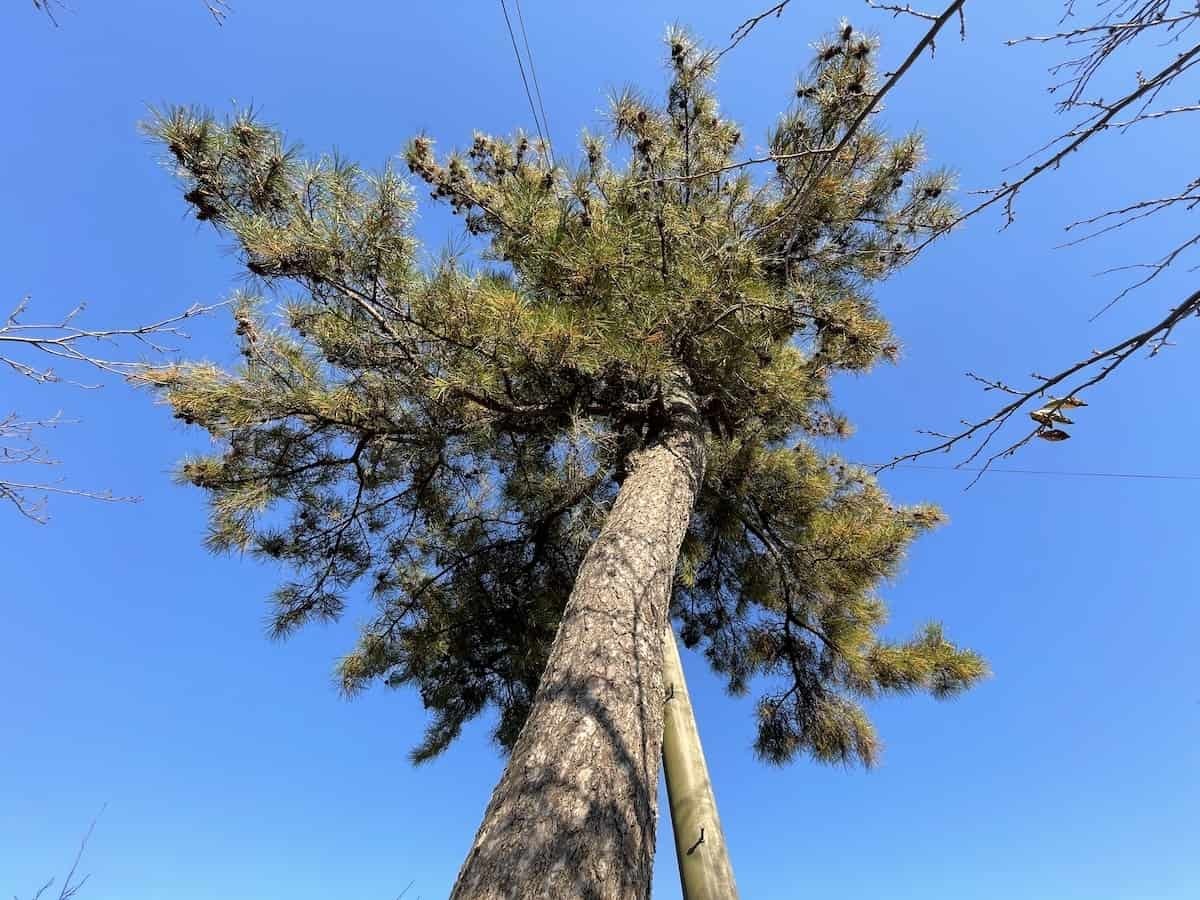 鳥取県境港市の『上道東１号公園』の松の木