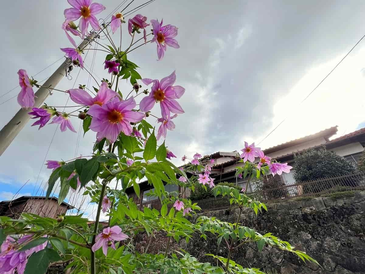 島根県松江市の『亀尻緑地公園』近くで見た花