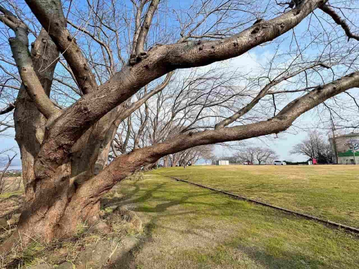 島根県松江市にある『大塚山公園』の駐車場近くの桜の木