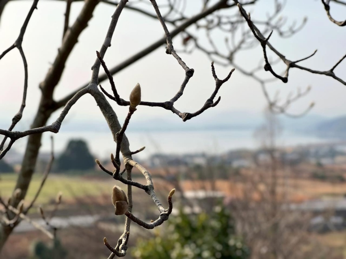 島根県松江市にある『大塚山公園』の花木園のハクモクレンのつぼみ