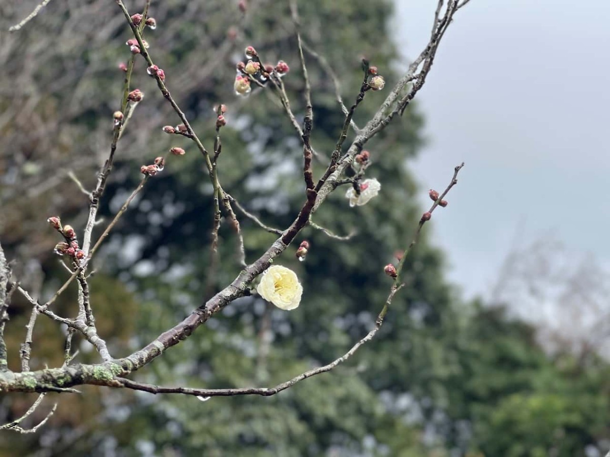 鳥取県米子市尾高の梅園で見られる梅の花