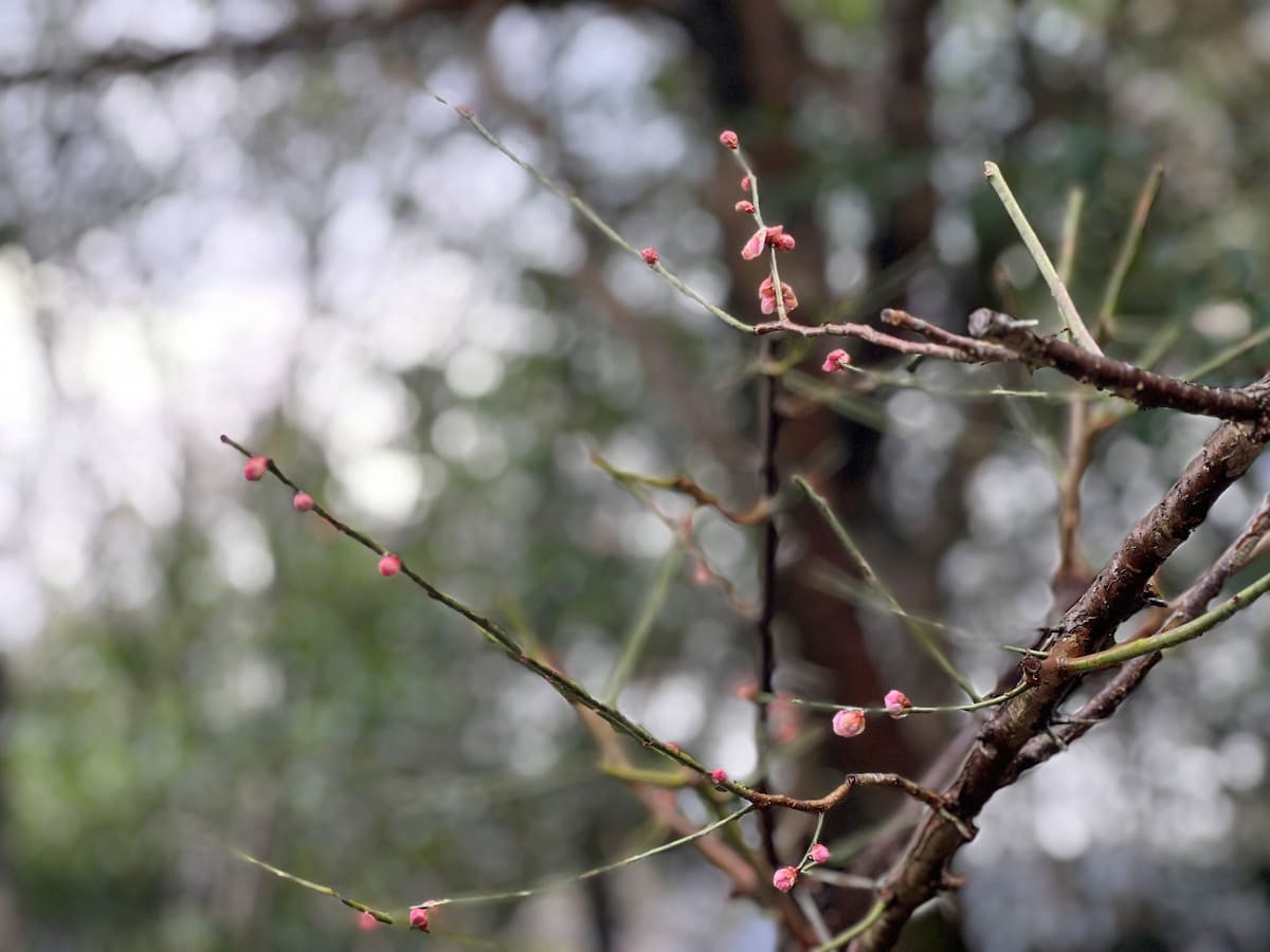 島根県益田市の『高津柿本神社』の参道沿いに咲く梅の花