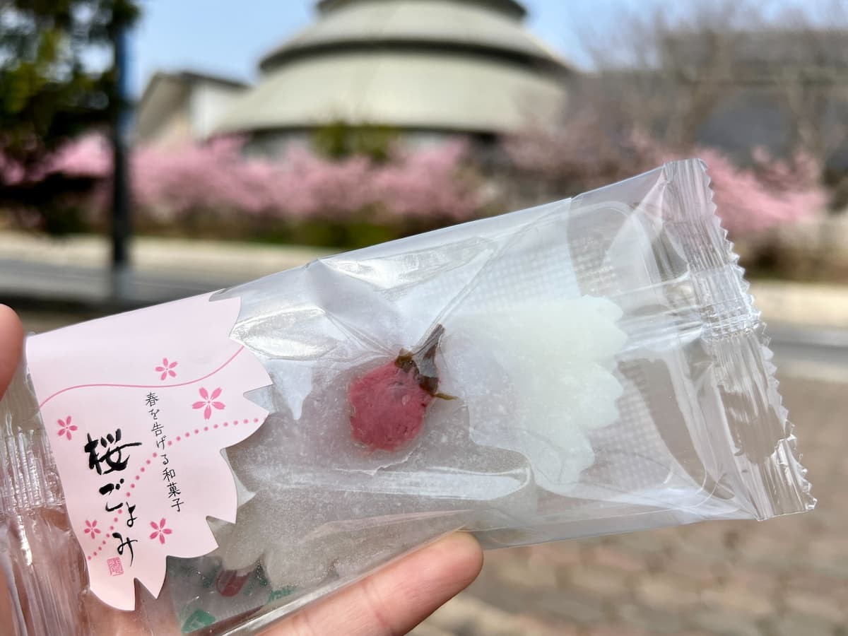 大根島にある八束支所近くで食べる桜ごよみのイメージ