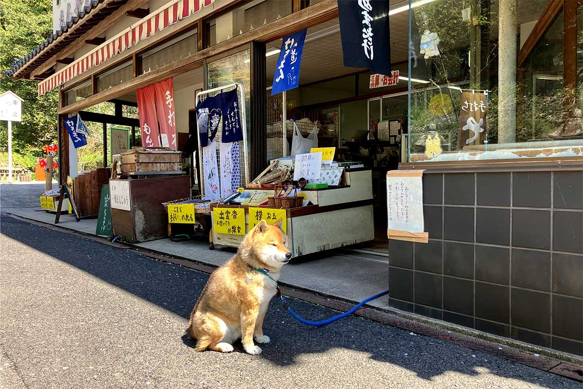 看板犬のテツ