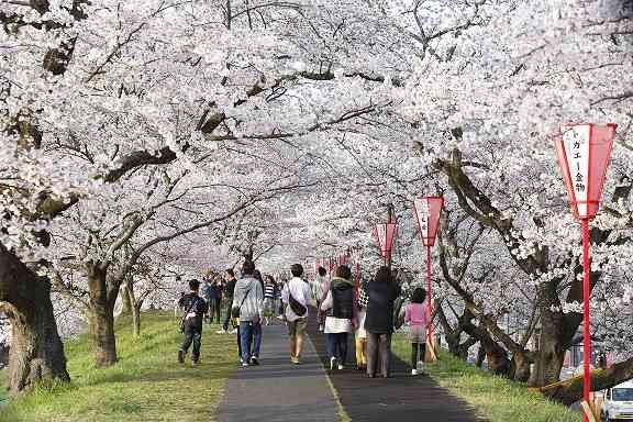 島根県雲南市のイベント「2023雲南市桜まつり」のイメージ