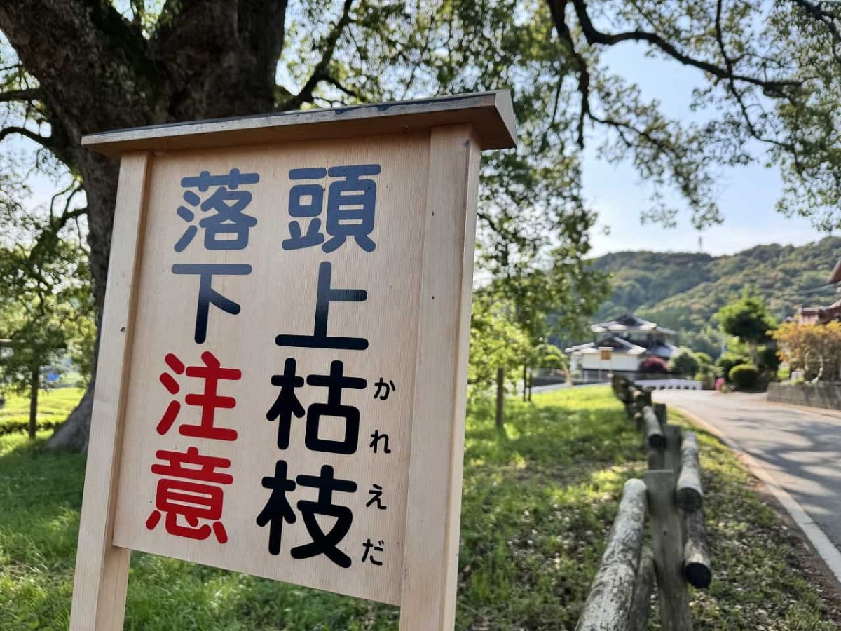 島根県津和野町にある「池村のクスノキ」にある注意書き