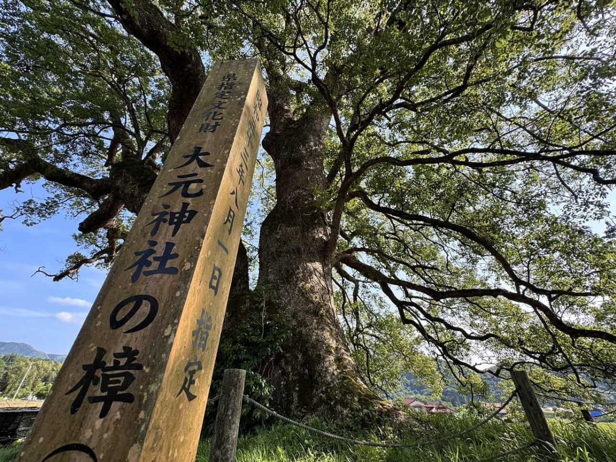 島根県津和野町にある「池村のクスノキ」にある「大元神社の樟」
