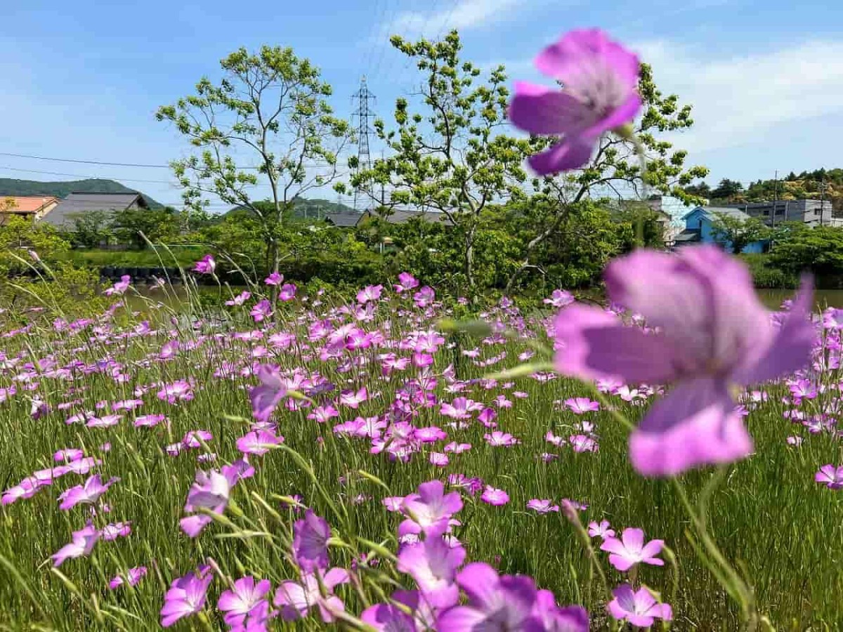 島根県松江市の朝酌川沿いに咲いているムギナデシコの花の様子
