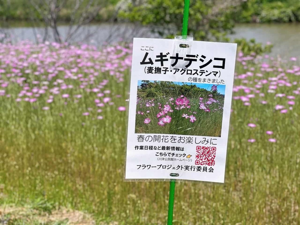 島根県松江市の朝酌川沿いに咲いているムギナデシコの花の様子