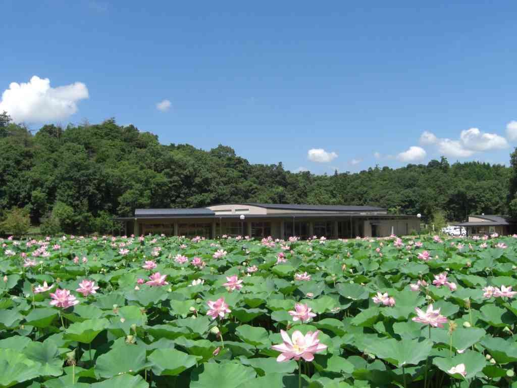 島根県出雲市のイベント「【一部イベントは要予約】荒神谷古代ハスまつり」のイメージ