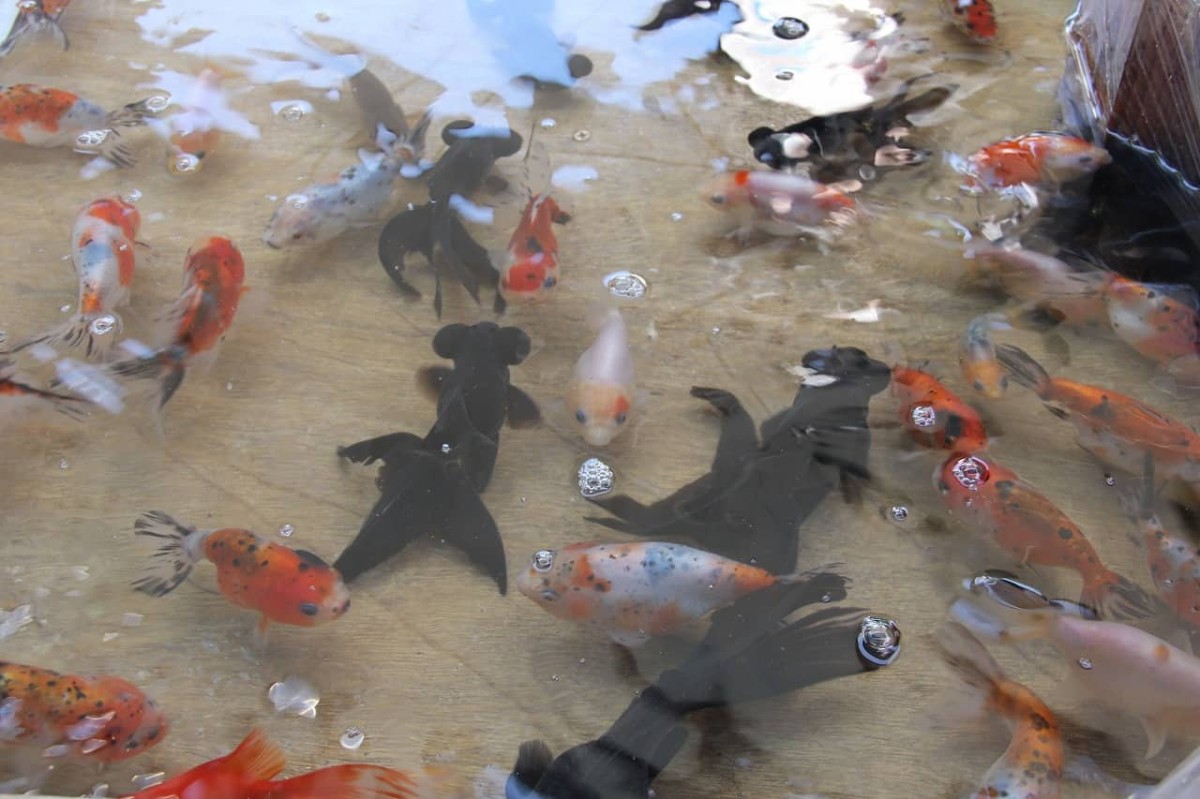 出雲市の『キララ多伎』で開催された「海開きイベント」の屋台「金魚すくい」