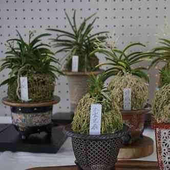 島根県出雲市のイベント「富貴蘭と古典園芸植物展」のイメージ