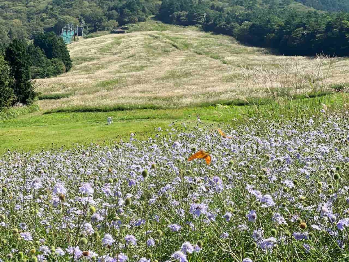 鳥取県西伯郡伯耆町の『天空リフト』近くで見られるススキ畑の様子
