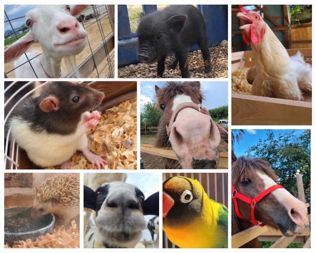 島根県安来市の観光牧場『やぎのいえ』の動物たち