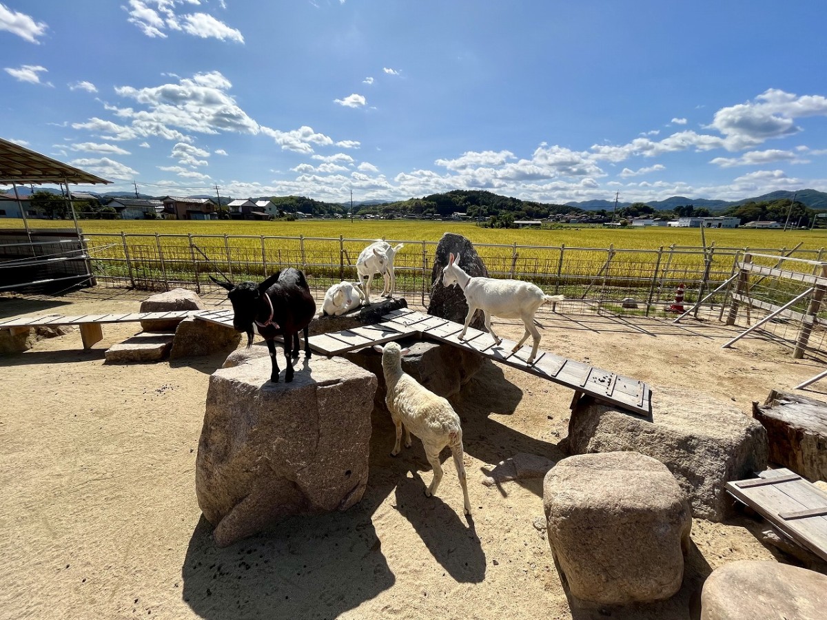 島根県安来市の観光牧場『やぎのいえ』の動物たち