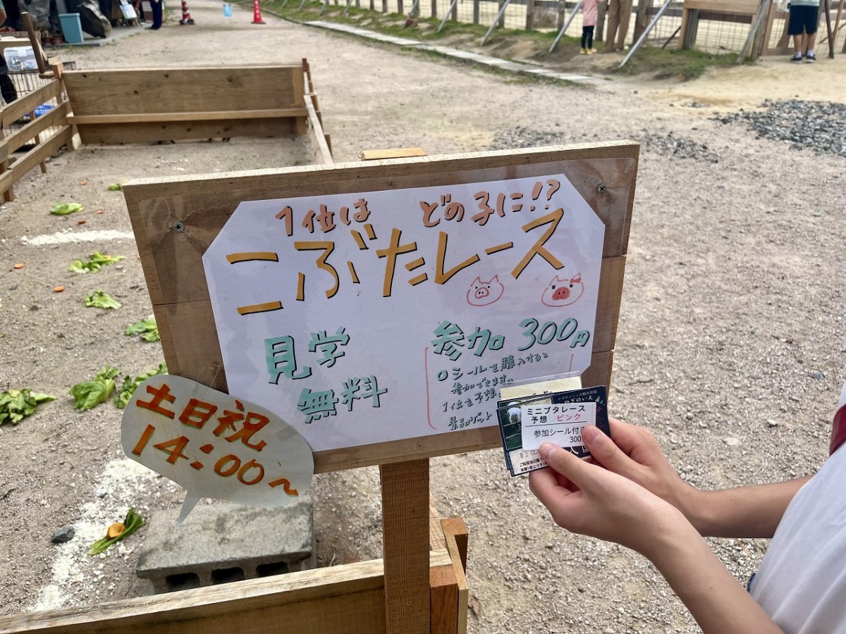 島根県安来市の観光牧場『やぎのいえ』で開催されている子ブタレース