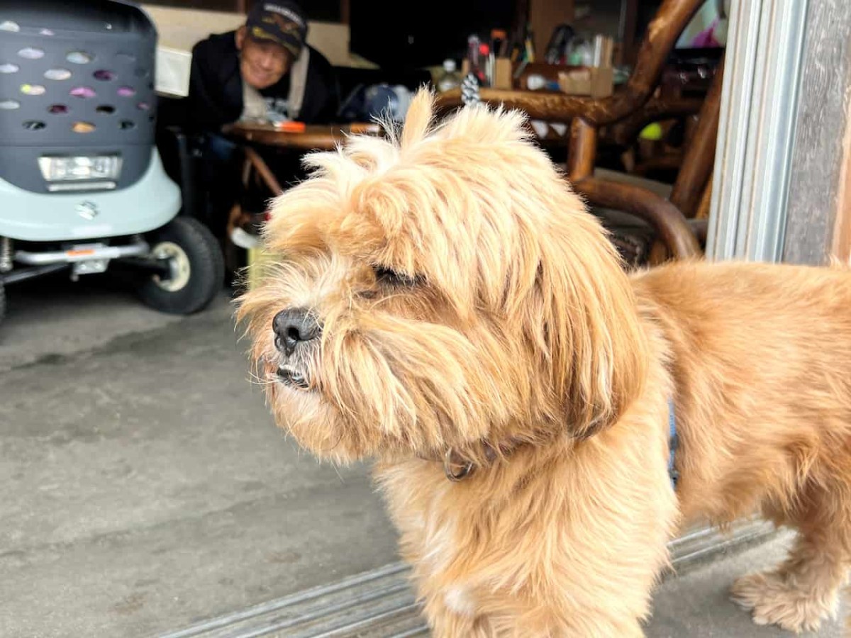 鳥取県米子市の寺町通りの様子