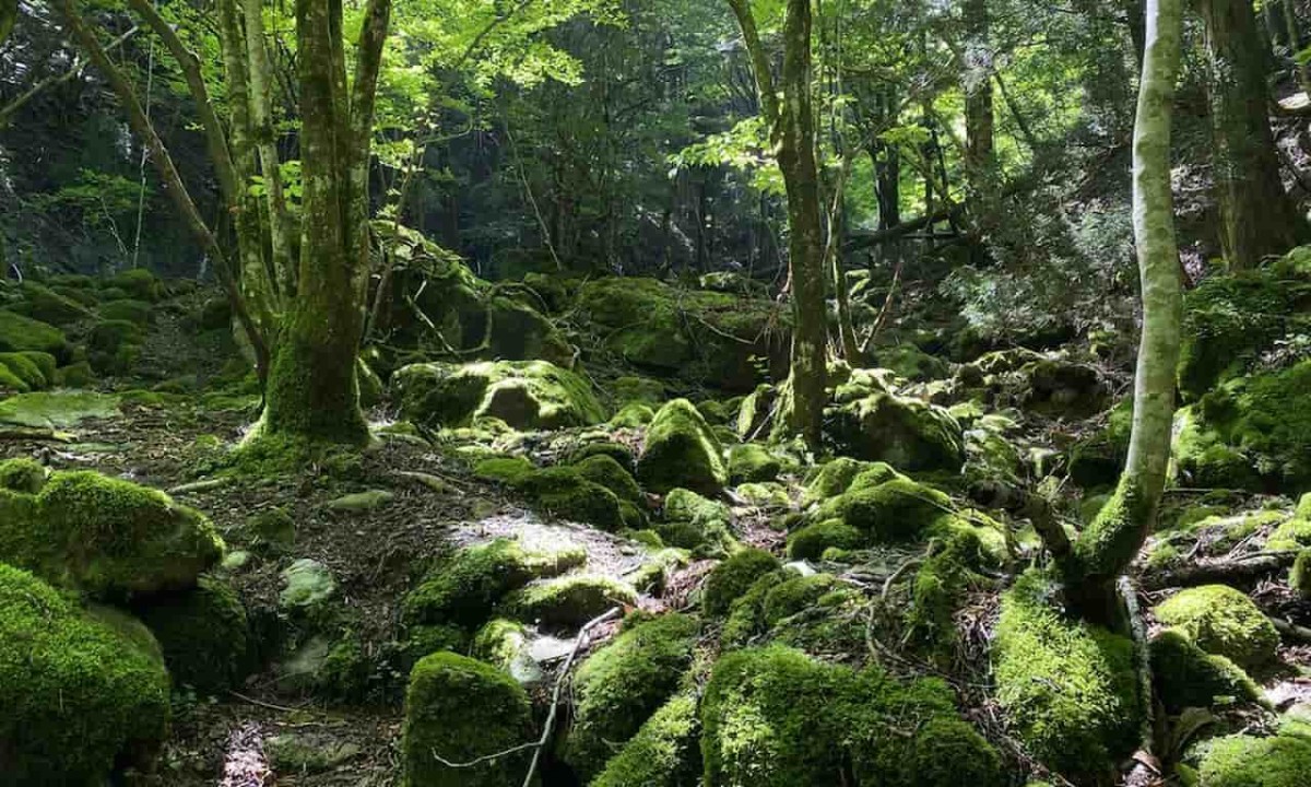 鳥取県智頭町の那岐地区と岡山県奈義町をまたがる「那岐山」の様子