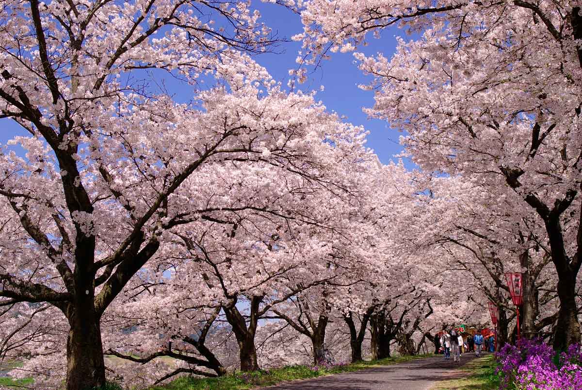 島根県雲南市の斐伊川堤防桜並木の開花中の様子