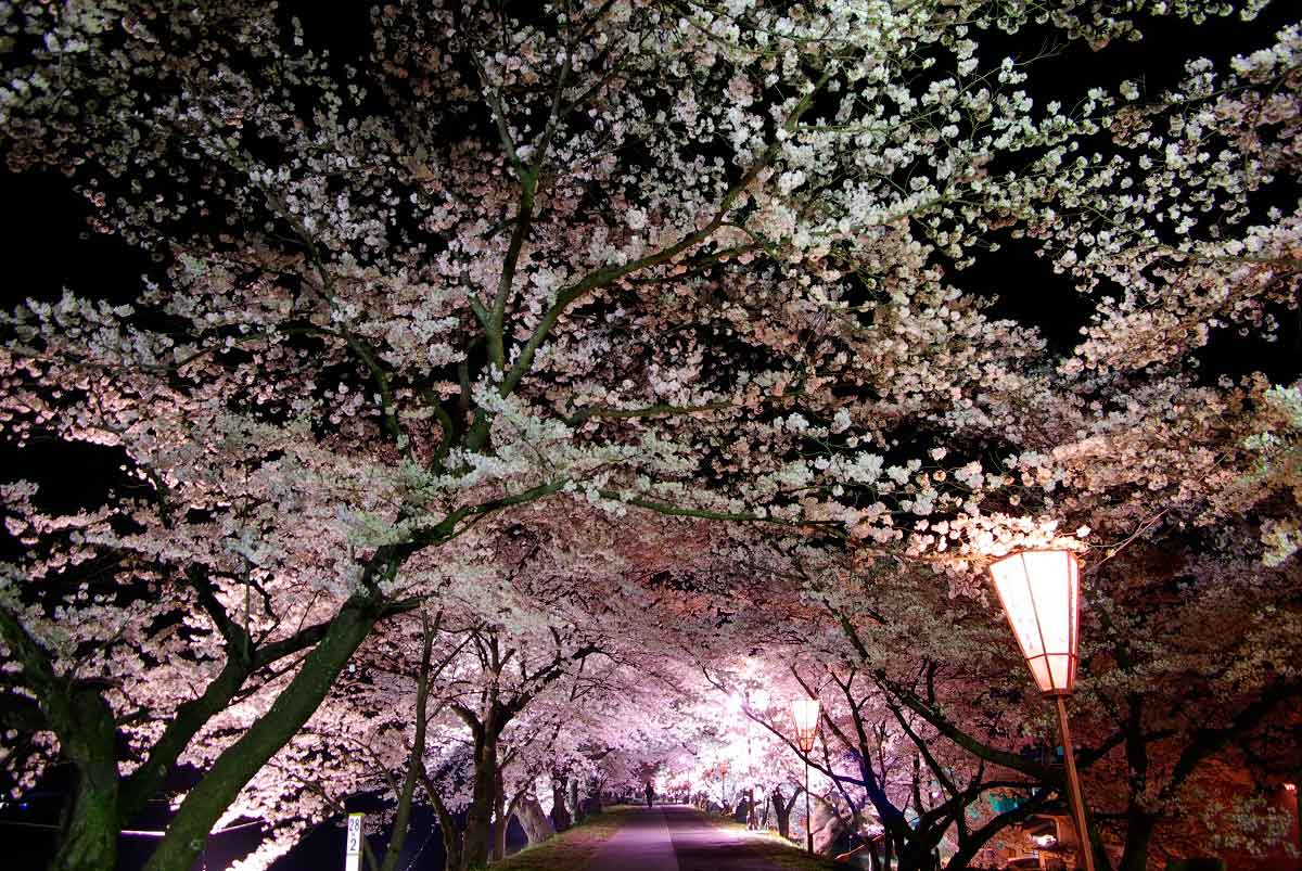 島根県雲南市のお花見スポット『斐伊川堤防桜並木』の開花の様子
