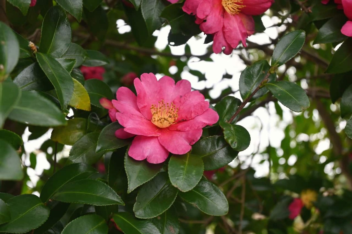 島根県松江市にある『照床児童公園』に咲く花