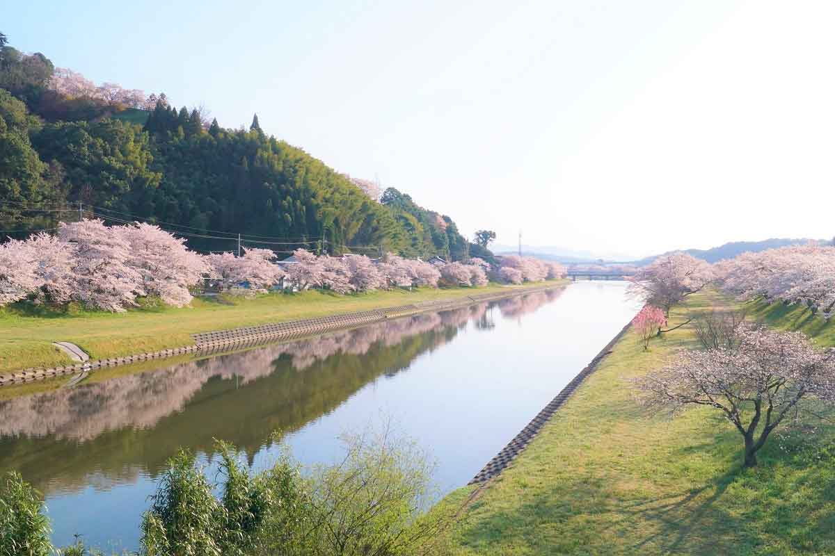 島根県雲南市の三刀屋河川敷の桜開花中の様子
