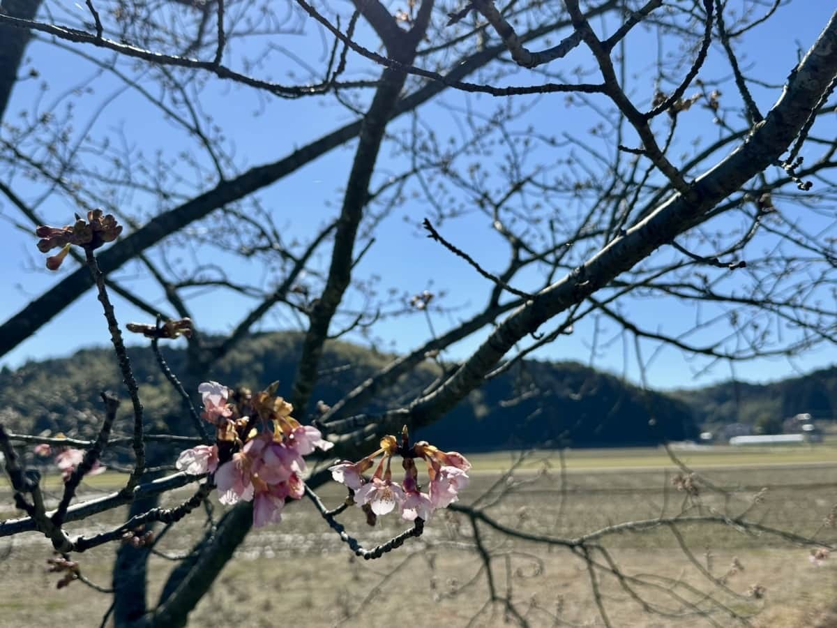 開花していた桜の花