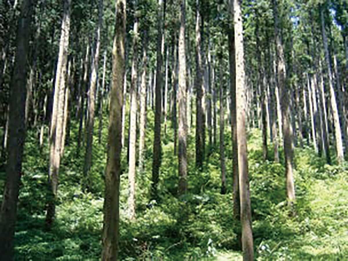 島根県の整備した森林