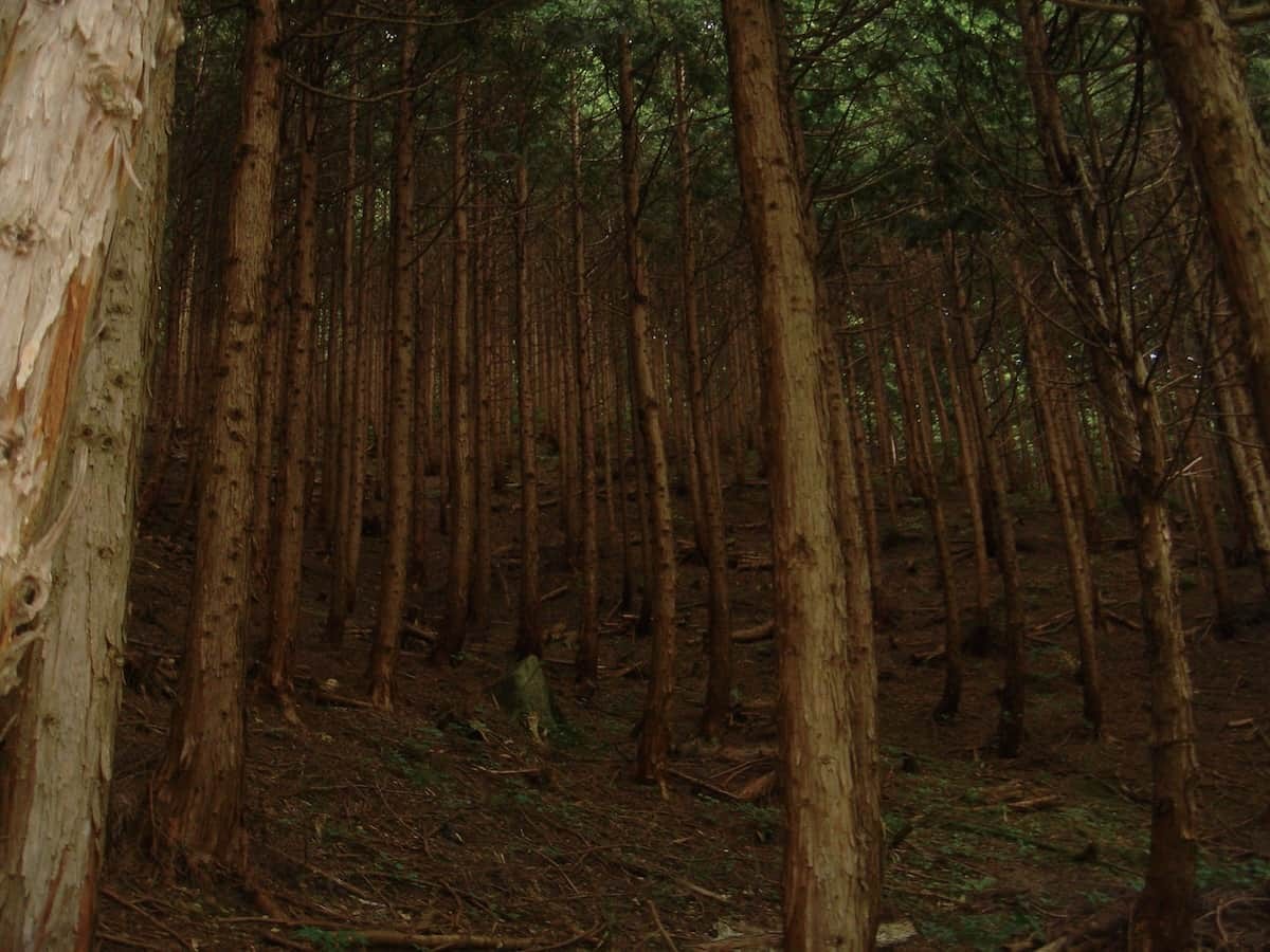 島根県にある荒廃した森林