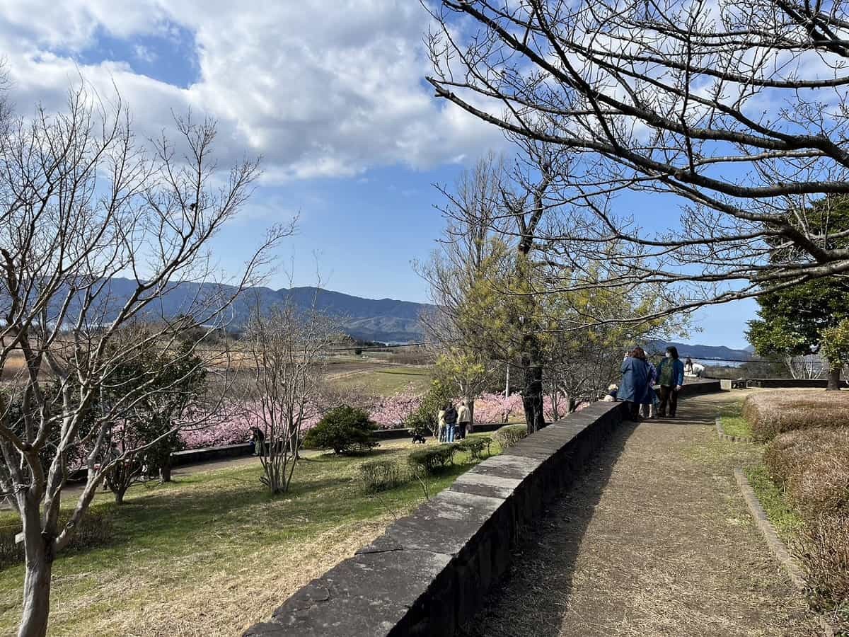 島根県松江市『大塚山公園』のミモザ