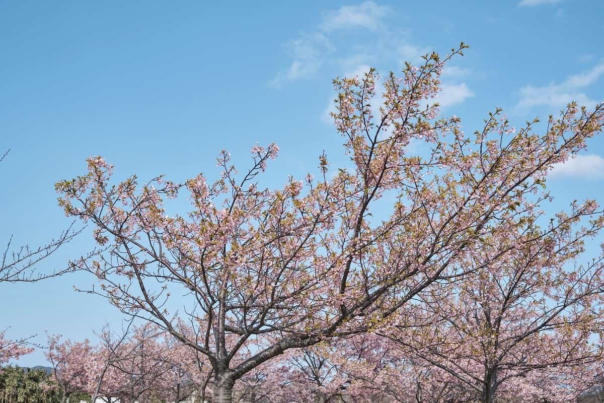 島根県松江市『千本桜公園』の河津桜
