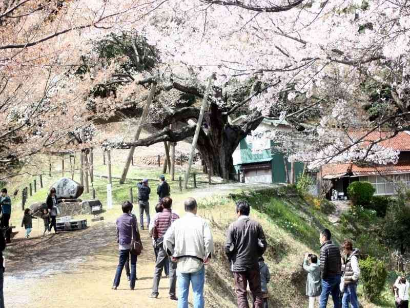 島根県浜田市のイベント「大平桜まつり」のイメージ
