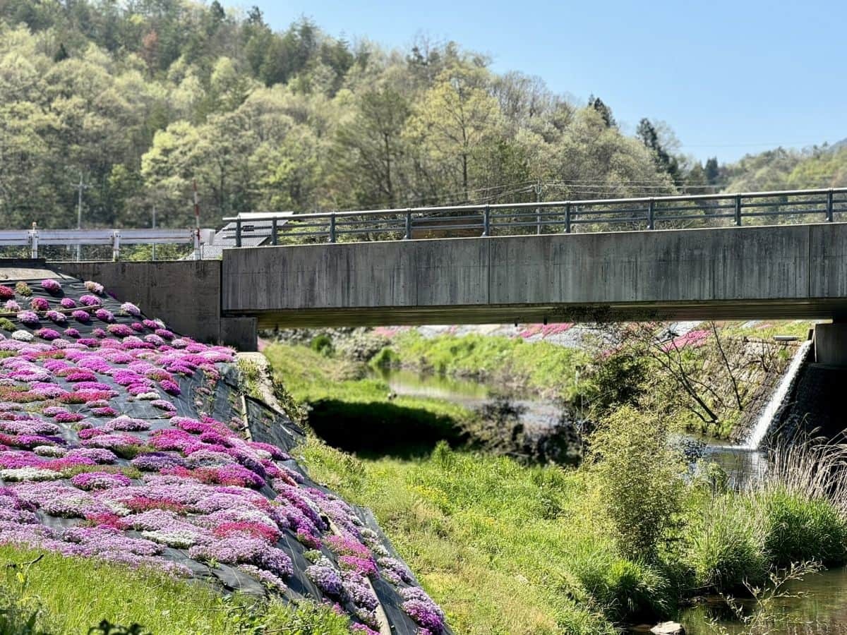 島根県奥出雲町亀嵩に広がる芝桜スポット『しばざくらの郷』の景色