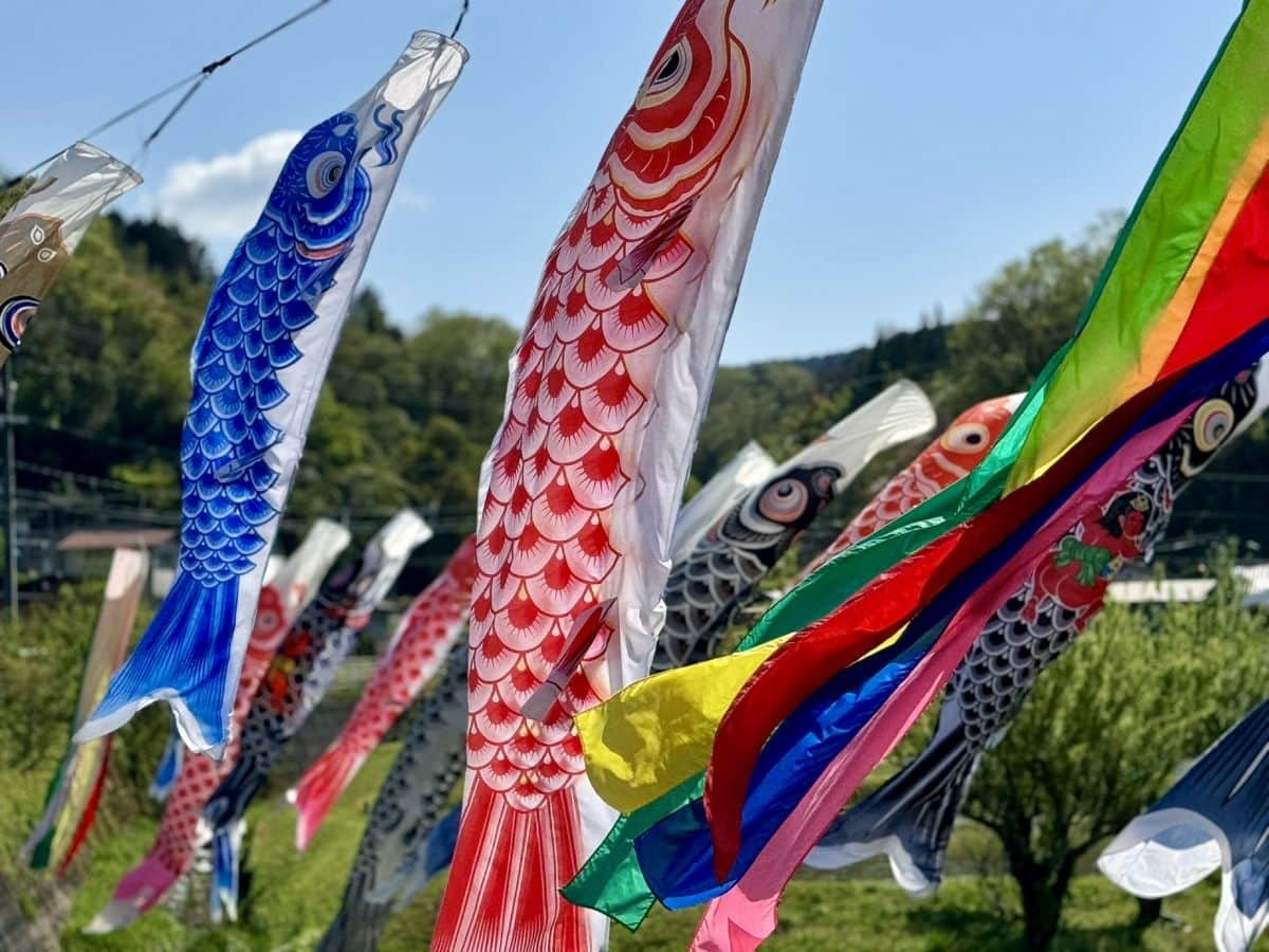 島根県奥出雲町八川の川辺に泳ぐ鯉のぼりの様子