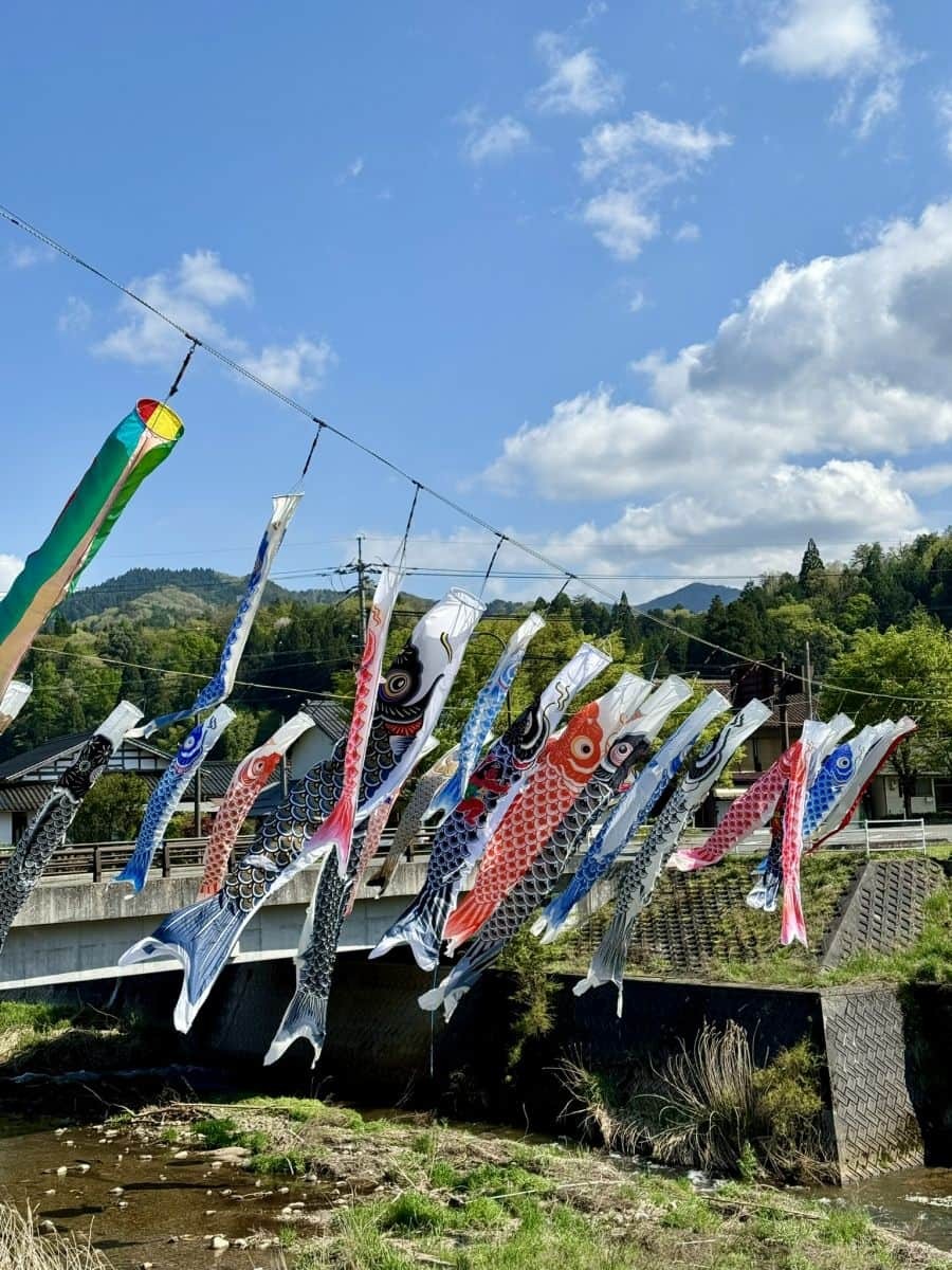 島根県奥出雲町八川の川辺に泳ぐ鯉のぼりの様子