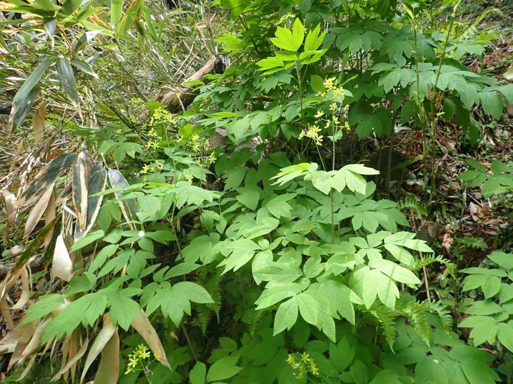 鳥取県八頭郡若桜町のイベント「【要予約】スペシャル観察会「春の植物観察」」のイメージ