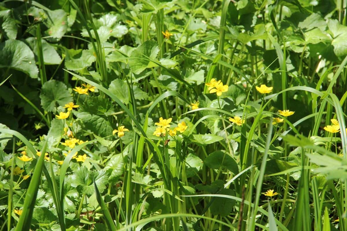 島根県飯南町の観光スポット「赤名湿地性植物群落」に自生する植物